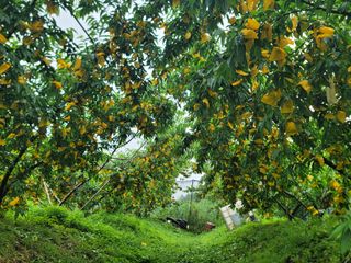 김안식~납작복숭아님의 자유주제 · 자유게시판 작성글 사진