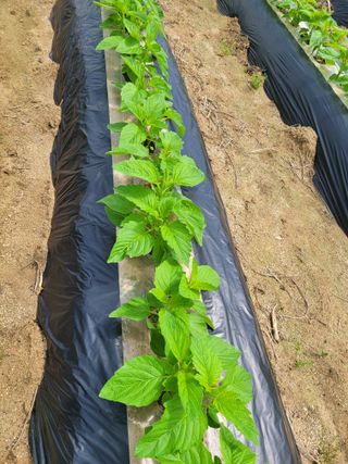 땅땅님의 자유주제 · 자유게시판 작성글 사진