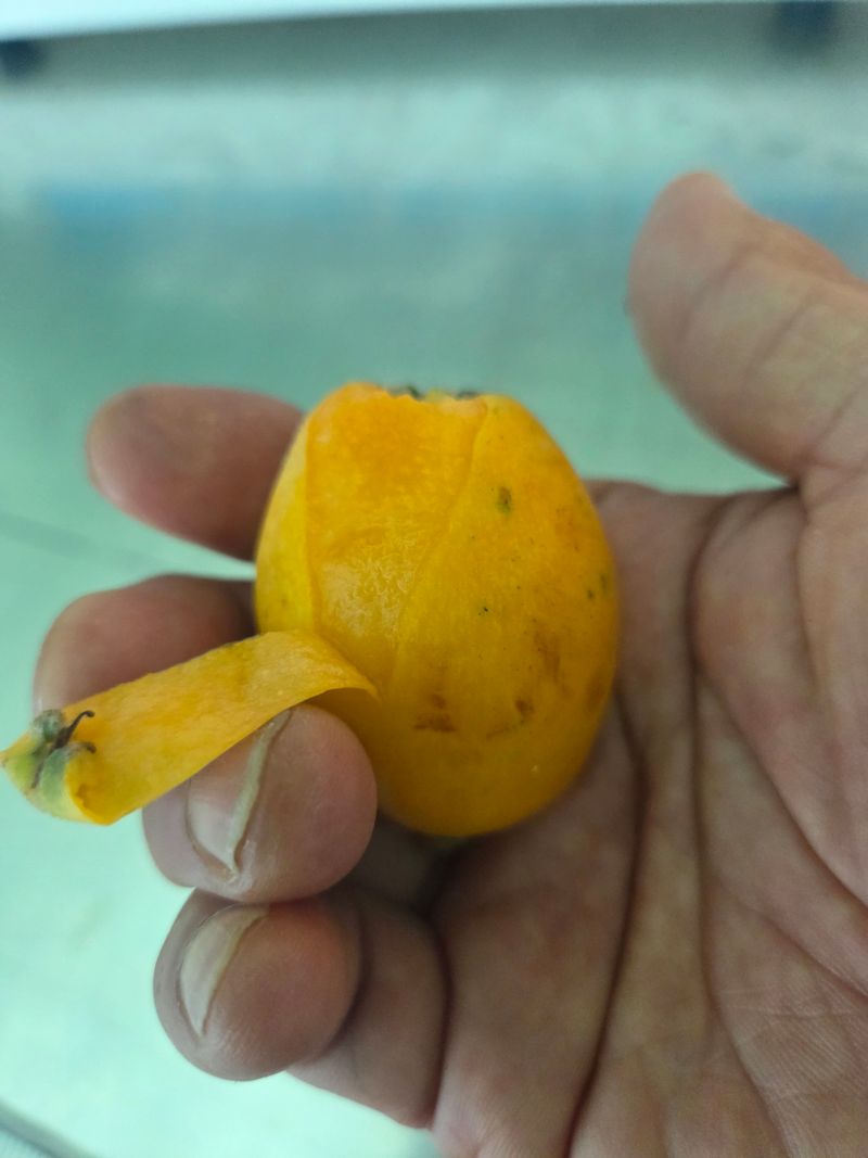 김진국님의 장터 판매 상품 [25년 햇과일 완도 비파열매] 첨부 사진