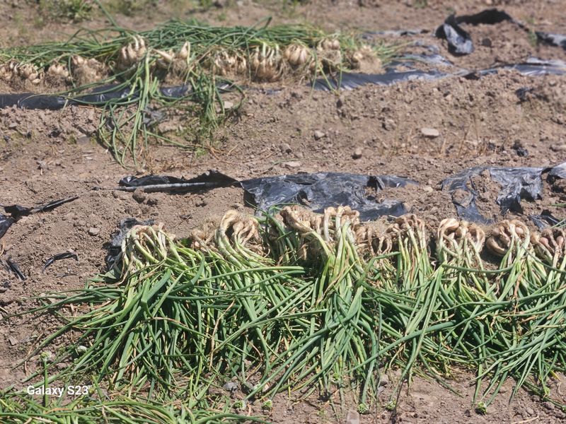 손윤영/수채화농원님의 장터 판매 상품 [쪽파종구 1kg] 첨부 사진