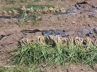 손윤영/수채화농원님의 작성글 사진