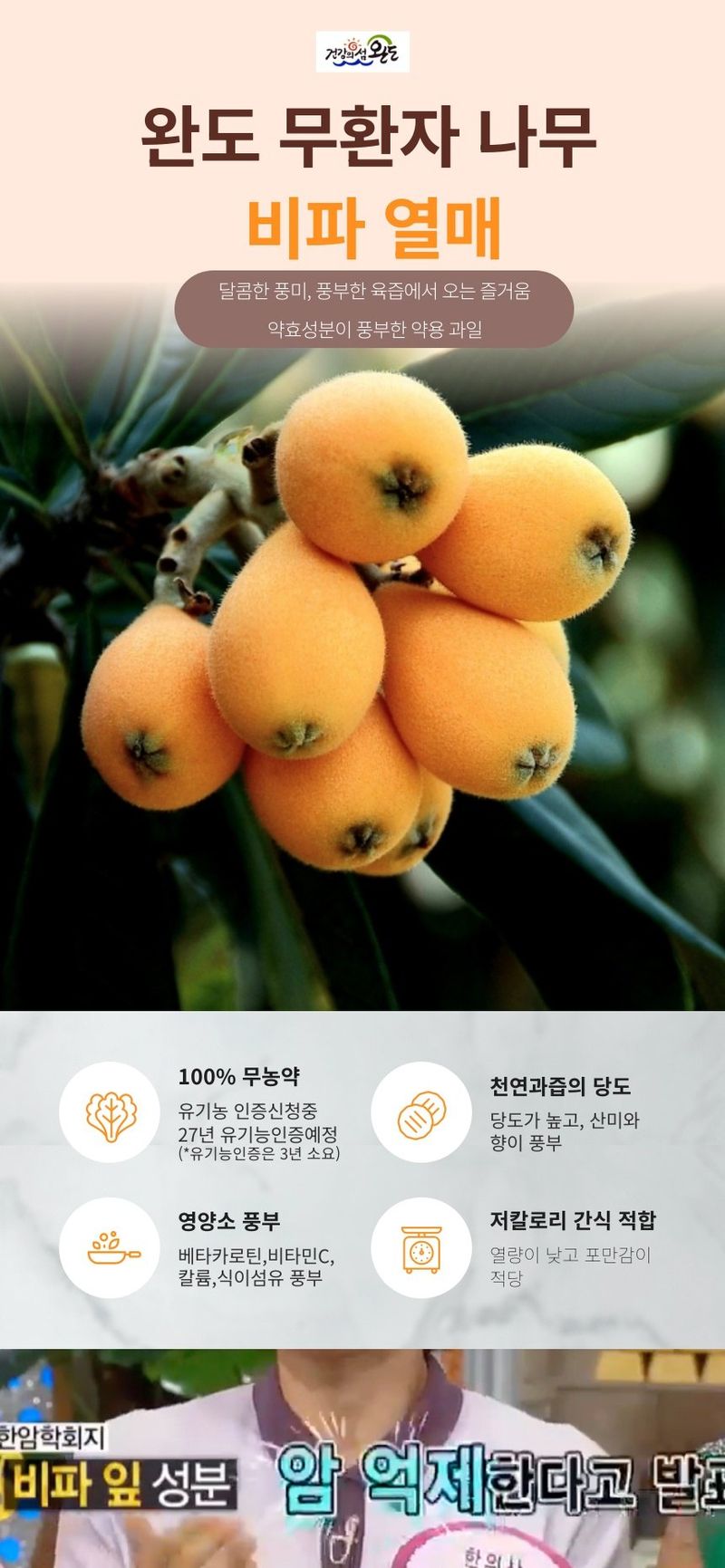 김진국님의 장터 판매 상품 [25년 햇과일 완도 비파열매] 첨부 사진