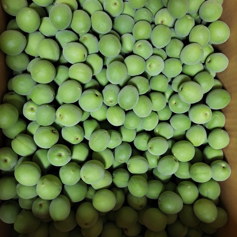 농부쑤니님의 장터 판매 상품 [무농약 청매실 10kg] 첨부 사진