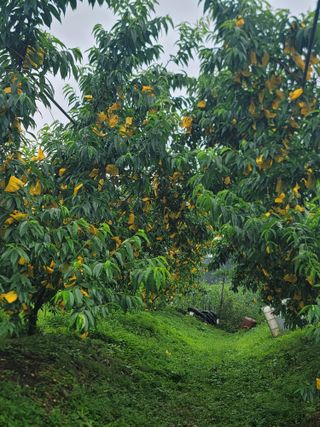 김안식~납작복숭아님의 자유주제 · 자유게시판 작성글 사진