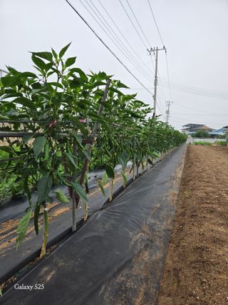 김시내 님의 자유주제 · 자유게시판 작성글 사진
