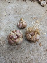 팜모닝 농사, 무엇이든 물어보세요!·참여글 게시글 이미지