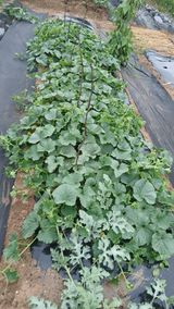 팜모닝 자유주제·자유게시판 게시글 이미지