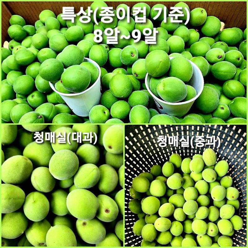 이슬농부농산님의 장터 판매 상품 [일선정품 친환경 토종 청매실(10kg)] 첨부 사진