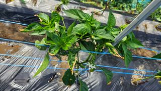 정금기님의 농사, 무엇이든 물어보세요! · 참여글 작성글 사진