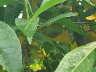 김안식~납작복숭아님의 자유주제 · 자유게시판 작성글 사진