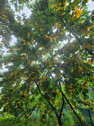 김안식~납작복숭아님의 자유주제 · 자유게시판 작성글 사진