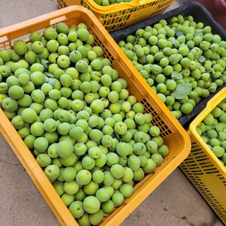 농부쑤니님의 작성글 사진