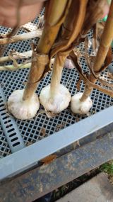 팜모닝 자유주제·자유게시판 게시글 이미지