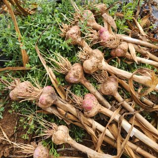 조한솔님의 자유주제 · 자유게시판 작성글 사진