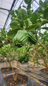 팜모닝 자유주제·자유게시판 게시글 이미지