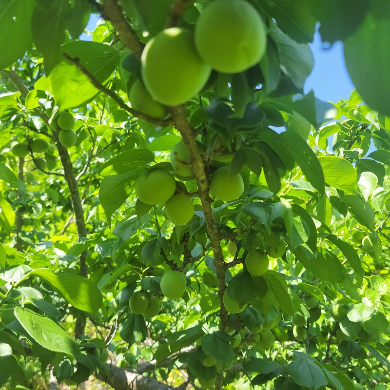 농부쑤니님의 장터 판매 상품 [무농약 청매실 10kg] 첨부 사진