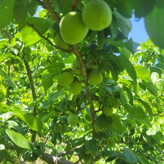 농부쑤니님의 작성글 사진