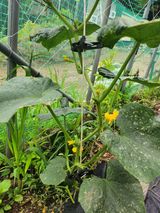 팜모닝 농사, 무엇이든 물어보세요!·참여글 게시글 이미지