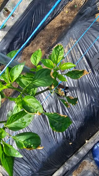 정금기님의 농사, 무엇이든 물어보세요! · 참여글 작성글 사진