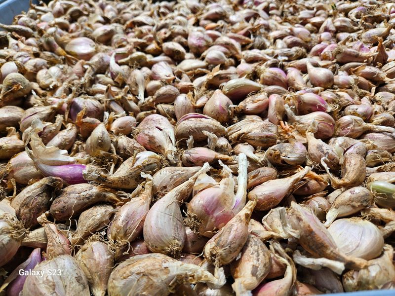 손윤영/수채화농원님의 장터 판매 상품 [쪽파종구 1kg] 첨부 사진