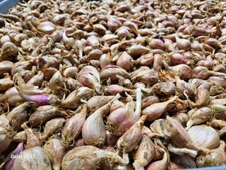 손윤영/수채화농원님의 작성글 사진