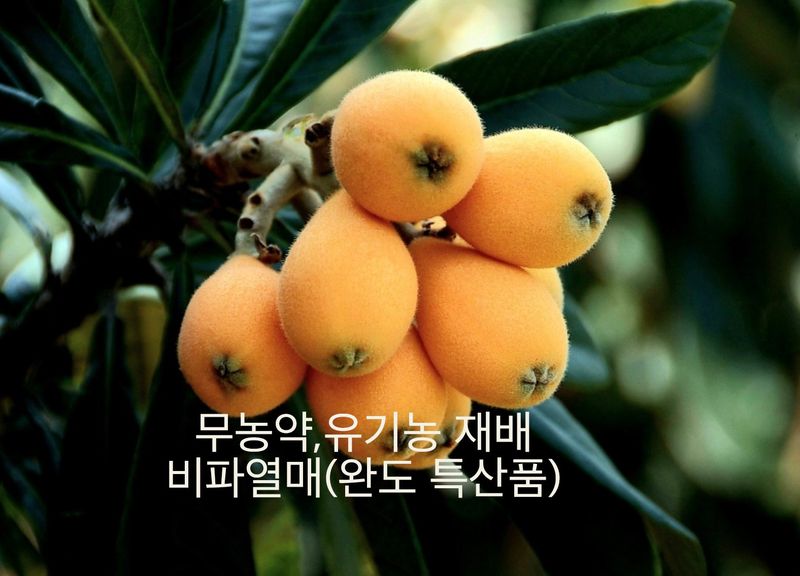 장터 상품 [25년 햇과일 완도 비파열매] 썸네일