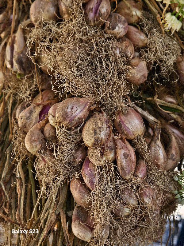 손윤영/수채화농원님의 장터 판매 상품 [쪽파종구 1kg] 첨부 사진