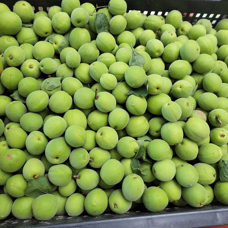 농부쑤니님의 장터 판매 상품 [무농약 청매실 10kg] 첨부 사진