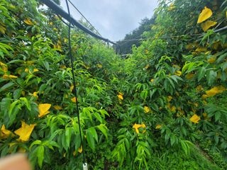 김안식~납작복숭아님의 자유주제 · 자유게시판 작성글 사진