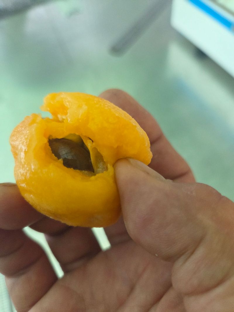 김진국님의 장터 판매 상품 [25년 햇과일 완도 비파열매] 첨부 사진