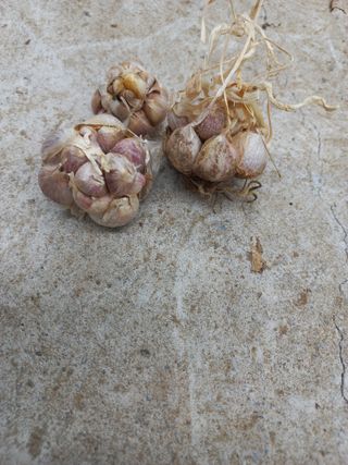 희야님의 농사, 무엇이든 물어보세요! · 참여글 작성글 사진