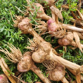 조한솔님의 자유주제 · 자유게시판 작성글 사진