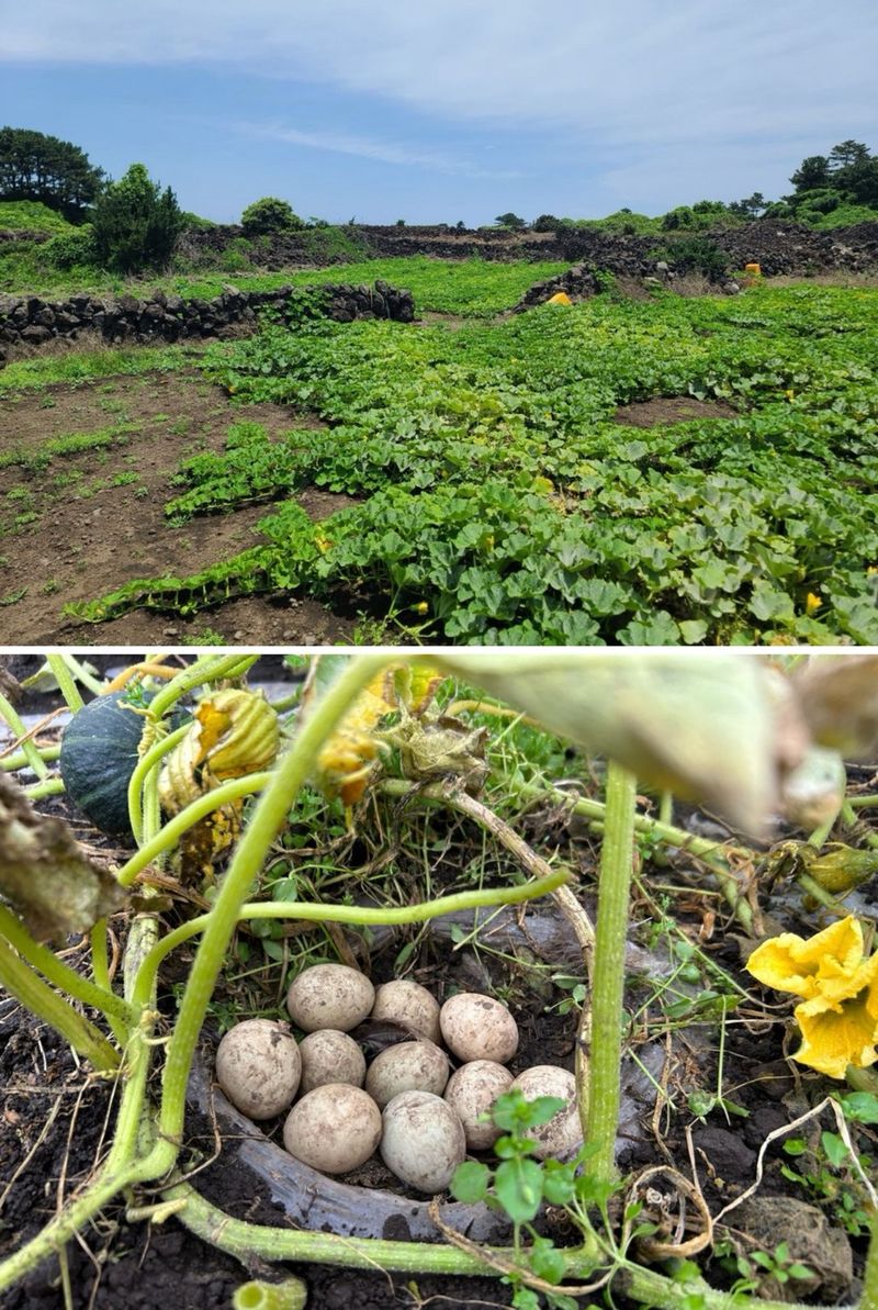 미주팜님의 장터 판매 상품 [제주해풍맞은 미니단호박 특상품5kg ] 첨부 사진