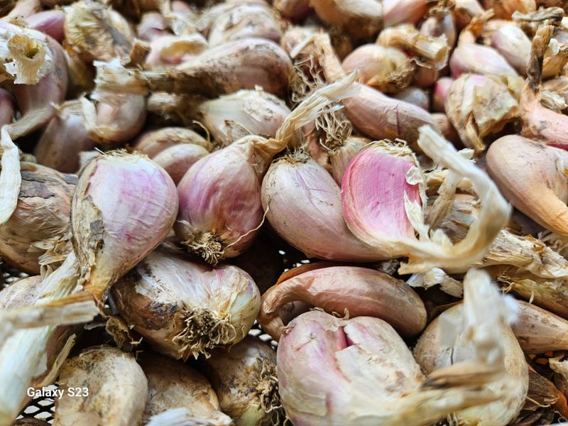 손윤영/수채화농원님의 장터 판매 상품 [쪽파종구 1kg] 첨부 사진