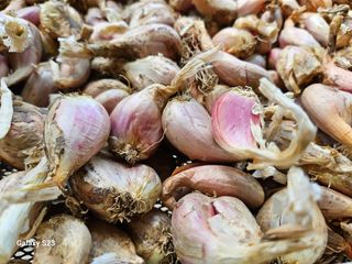 손윤영/수채화농원님의 작성글 사진