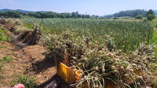 조한솔님의 작성글 사진