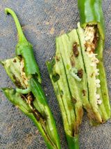 팜모닝 자유주제·자유게시판 게시글 이미지