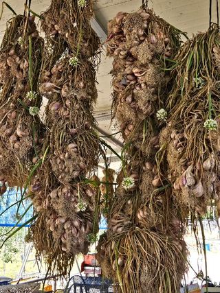 손윤영/수채화농원님의 작성글 사진