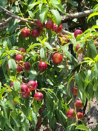 최호용님의 자유주제 · 자유게시판 작성글 사진