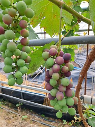 포도님의 자유주제 · 자유게시판 작성글 사진