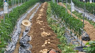 임일재님의 농사, 무엇이든 물어보세요! · 참여글 작성글 사진