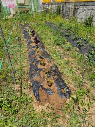 황궁양원님의 자유주제 · 자유게시판 작성글 사진