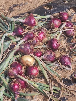 호박12662님의 자유주제 · 사진전 작성글 사진