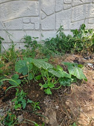 황궁양원님의 자유주제 · 자유게시판 작성글 사진