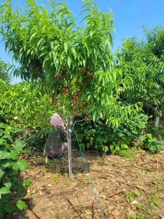 금강농원님의 자유주제 · 자유게시판 작성글 사진
