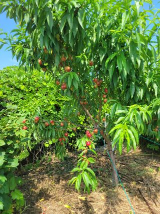 금강농원님의 자유주제 · 자유게시판 작성글 사진