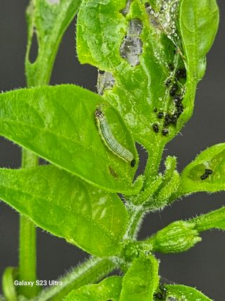 양철주님의 농사, 무엇이든 물어보세요! · 참여글 작성글 사진