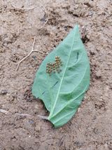 팜모닝 자유주제·자유게시판 게시글 이미지