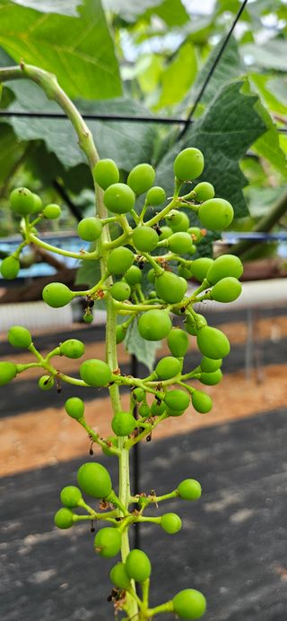 ♡ 예린농원 농장님의 자유주제 · 자유게시판 작성글 사진