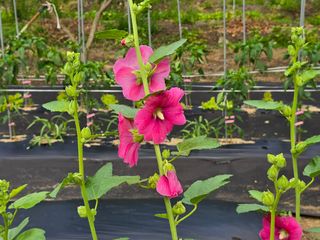 남 샘결 개둥맘님의 자유주제 · 자유게시판 작성글 사진